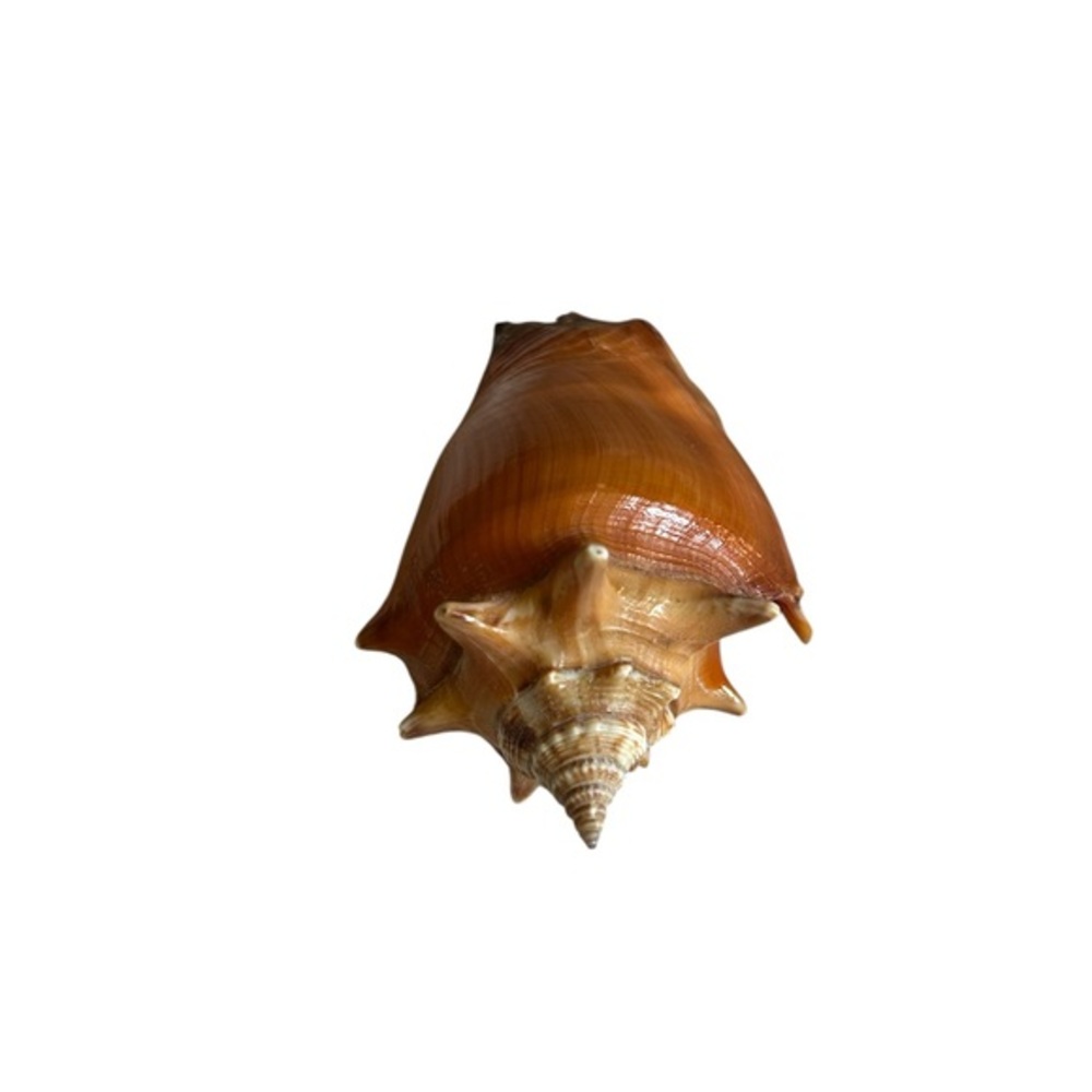 Large Brown Shell Decor